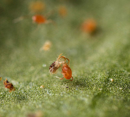 Typhlodromus pyri ve skleníku