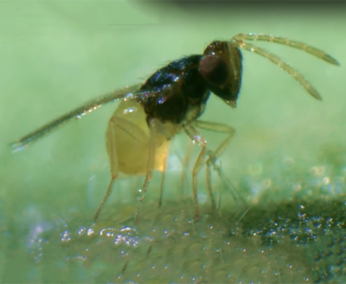 BIOAGENS do skleníků – zahájení distribuce malobalení