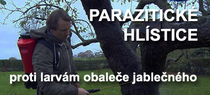 Parazitické hlístice proti larvám obaleče jablečného NEMAPOM