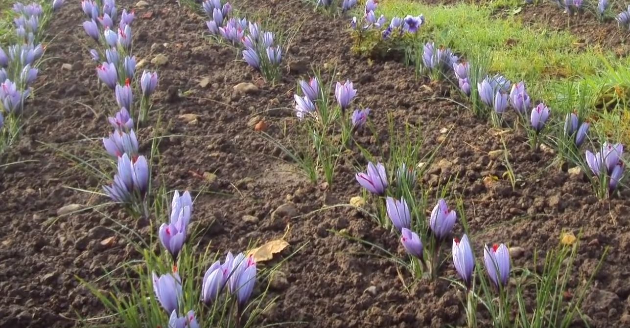 KVALITNÍ CERTIFIKOVANÉ CIBULKOVÉ HLÍZKY CROCUS SATIVUS L. (Šafrán setý) BIO/ORGANIC
