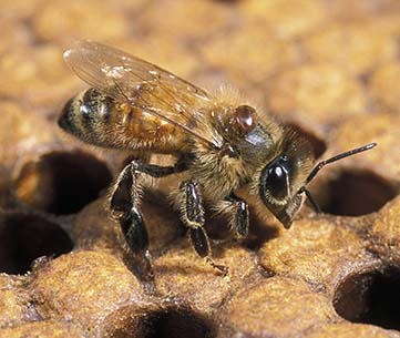 PŘEDSTAVUJEME BIOLOGICKÉ ŘEŠENÍ OCHRANY VČELSTEV
