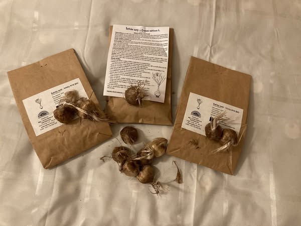 PRODÁVÁME KVALITNÍ CERTIFIKOVANÉ HLÍZY CROCUS SATIVUS L. (Šafrán setý) BIO/ORGANIC