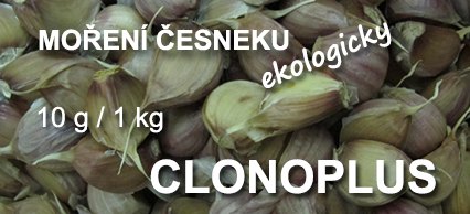 Moření česneku ekologicky?
